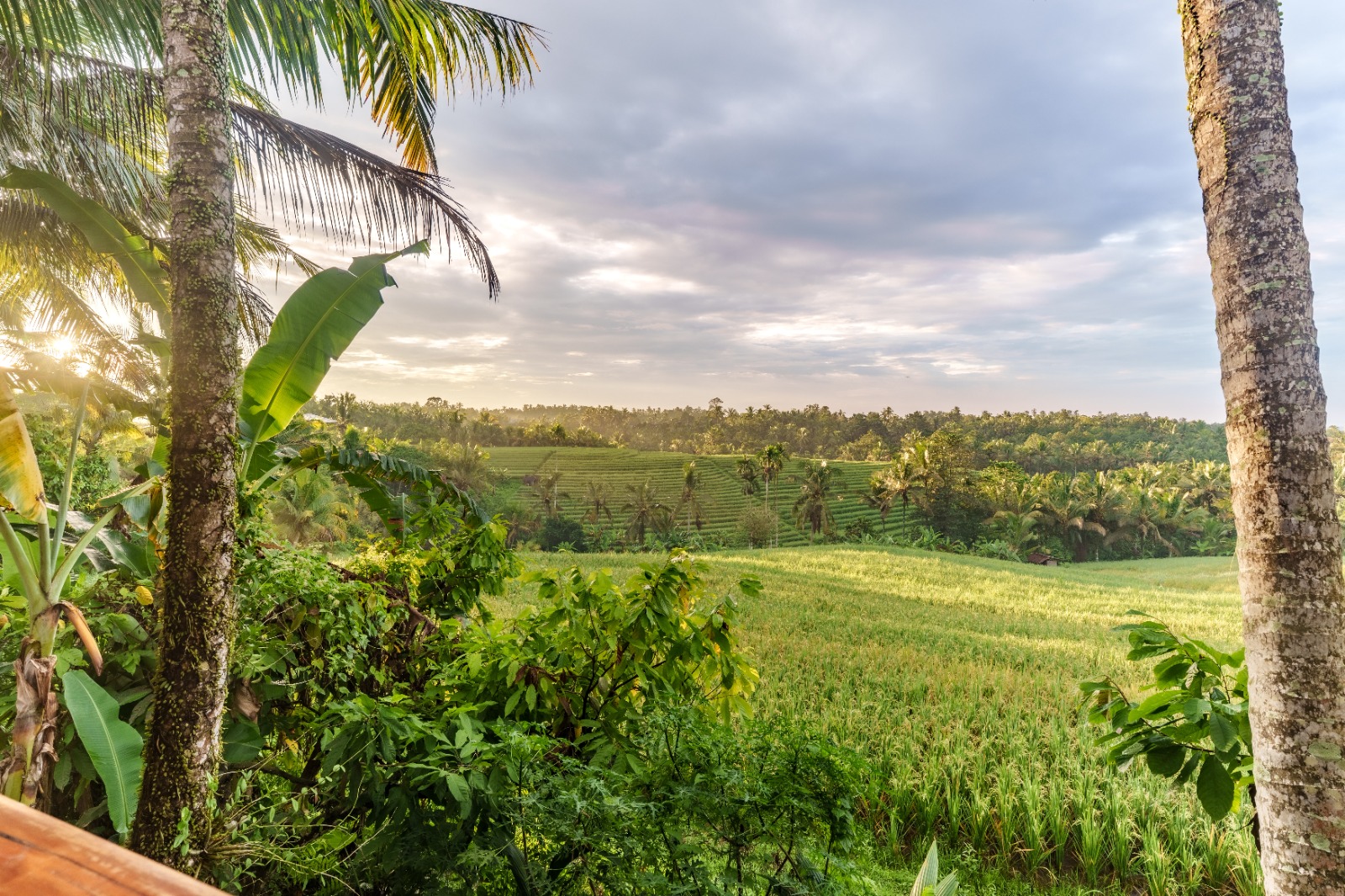 Paddy Terrace Bungalow